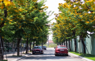 Giáng hương chạm ngõ Ecogarden